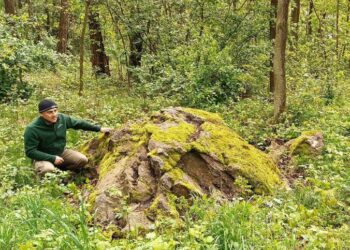 Flins – pomnik przyrody, do zobaczenia na ziemi szprotawskiej
