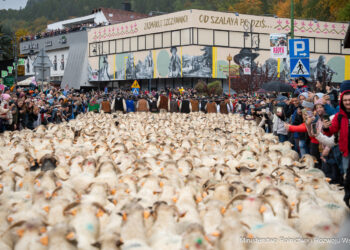 Jubileuszowy Jesienny Redyk w Szczawnicy
